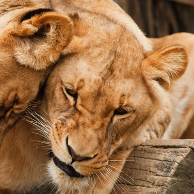 Safari Holidays